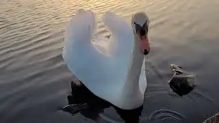 #Drumpellier Country Park#coatbridge #scotland