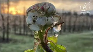 Nachtvorstbestrijding hardfruit