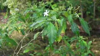 Flower Moving in the Wind | Relaxing Nature Video 10 Minutes