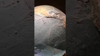Boston science museum ✨️ ep:1