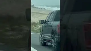 50-foot beached whale found on Delaware shore near Indian River Inlet