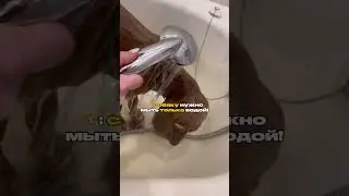 Читай описание 👇🏻