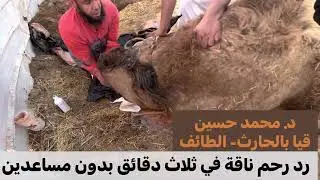 Uterine prolapse ttt. In shecamel without assistant رد رحم ناقة في ثلاث دقائق