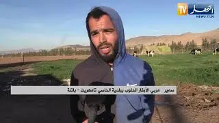 باتنة : إقبال متزايد على الاستثمار في شعبة تربية الأبقار الحلوب رغم العراقيل