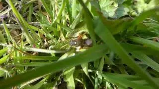 Painted Nomad Bee, Nomada fucata, Kortsprietwespbij, Holtinge DR, the Netherlands, 24 Apr 2022 (1/2)