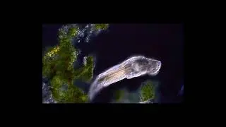 Rotifer Philodina roseola