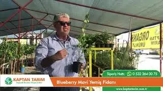 Blueberry Mavi Yemiş Fidanı