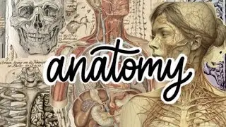 Anterior Compartment of Leg | 4 Muscles Explained with Functions, Nerve & Blood Supply 