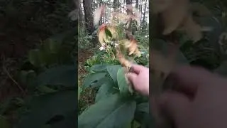 Mushroom local jungle #relaxing #meditationmusic #nature #peace #food #lifeisbutadream #cooking