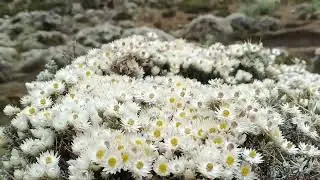 Bale Mountains National Park_                               Umar Suleyman Old music