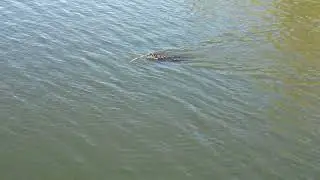 Stick fetch