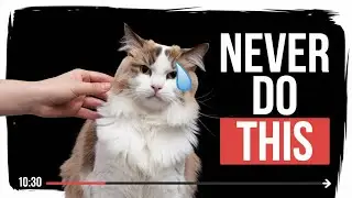 Secrets of Cats Decoding Feline Behavior 🐾  Unlock the Mysteries of Your Cat&rsquo;s Mind!
