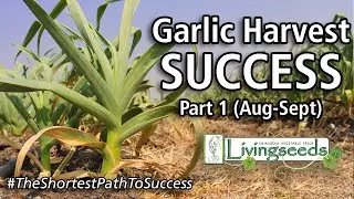 Garlic Harvest Series Part 1 ~ Aug-Sept