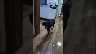 Belinho
