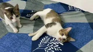 Cats playing mode on while I’m working 😅