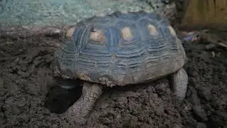 Cherry head tortoise laying eggs 🐢🥚