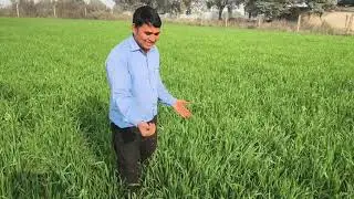 &ldquo;Drip Irrigation in Wheat Farming | Water Efficiency & Growth Tips&rdquo;