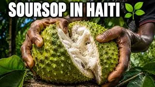 Exotic Fruit Tasting in Haiti's Mountains ft. Teddy | Soursop (Annona Muricata) | Grown in Haiti
