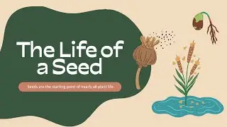 Life of a Seed | Germination Process for Kids | How a Seed Grows into a Plant