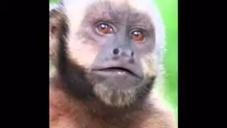 Funny talking monkey tells jokes for children