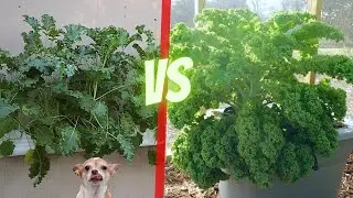 Gardener Grows Massive Amount of Baby Kale with No Soil and So Can You