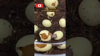 What to know before you start  a Snail Farm #snails #abalone #escargot