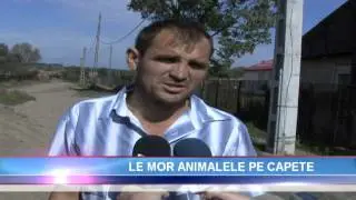 Boala limbii albastre Mehedinti