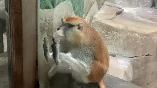 Como Live: Patas Monkeys