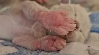 Devon rex kittens 1 week old