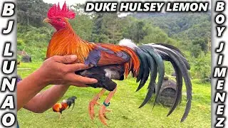 Duke Hulsey Lemon Hatch Grey - Bj Lunao Farm