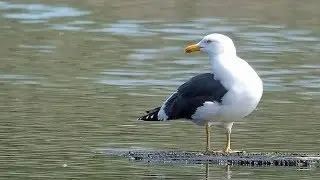 Bird ID - Lesser Black-backed Gull at RSPB Ham Wall