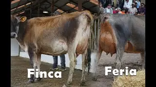 De la Finca a la Feria - Jersey Campeona en la Feria de Cuenca 🐄