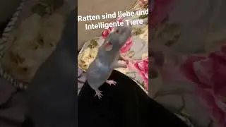 Dumbo Ratte macht Kunstst&uuml;ck 🥹🫶🏻 #tiere #ratatouille #liebe