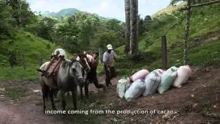 Producing fine cocoa in Nicaragua