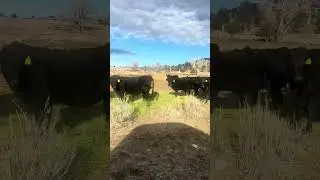 Selling at Headwaters Livestock Auction on January 19th, 2026.