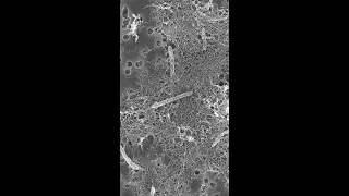 NASA Astrobiologist: Could Bacteria Lurk Beneath Martian Surface?