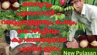 പുതിയ ഇനം പുലാസാൻ, മികച്ച വിളവ്, നല്ല വലിപ്പം, പേട് കായ്കളും, കൊഴിച്ചിലും കുറവ്#pulasan#fruits