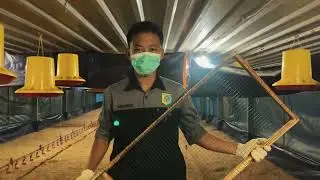 PEMELIHARAAN TERNAK UNGGAS PEDAGING FASE STARTER_PEMBUATAN BROODING_AGRIBISNIS TERNAK UNGGAS