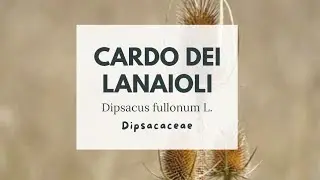 CARDO DEI LANAIOLI IN ROSETTA BASALE