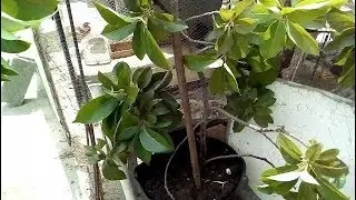 YA NO ESPERES AÑOS PARA QUE TU AGUACATE DE FRUTOS?  (AVOCADO CLONING)