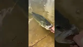4.5 pound Largemouth Bass Rat L Trap