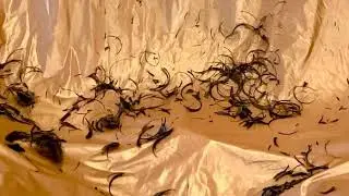 ASMR real clipper haircut with sound