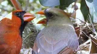 Cardinal Rule - Keep Feeding FYV