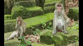 How To See Janna Monkey -jane Monkey Sit On Stone