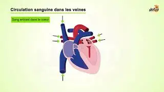 La circulation sanguine