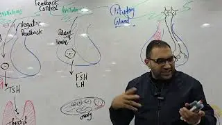 Endocrine physiology-2 Kasr Alainy 2025