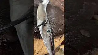 Garfish cutting skill | Mr.jude 😲 #fish #fishcutting #fishcuttingskill #short #shorts #garfish