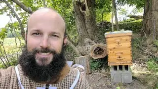 Removing Honey Bees From A Tree. It Only Took Two Tries. 
