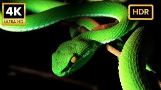 Paradise Unleashed: Costa Rica's Hidden Treasures in 4K HDR