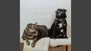 Harmonious Rest
